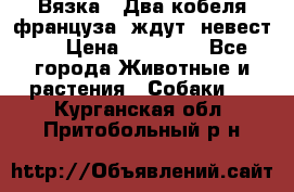  Вязка ! Два кобеля француза ,ждут  невест.. › Цена ­ 11 000 - Все города Животные и растения » Собаки   . Курганская обл.,Притобольный р-н